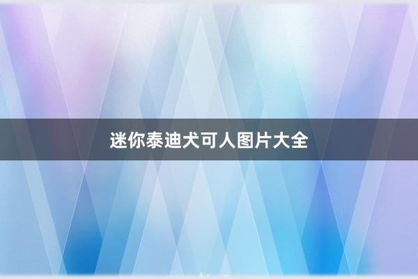 迷你泰迪犬可人图片大全